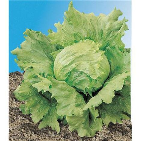 LAITUE BATAVIA SALADIN - 5 G - graine