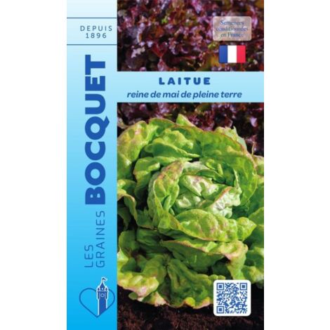 Laitue de printemps Reine de Mai de pleine terre - 4g