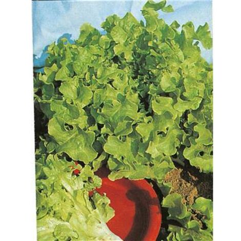 LAITUE FEUILLE DE CHENE BLONDE - 3 G - GRAINES