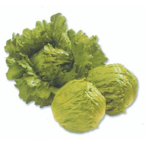 LAITUE FORTUNAS - 0.5 G - GRAINES DE LÉGUMES