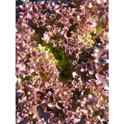 Laitue frisée 'Senorita' le sachet de 200 graines