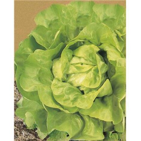 LAITUE GROSSE BLONDE PARESSEUSE - 3 G - Graines