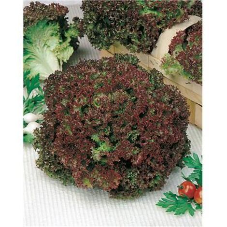 LAITUE LOLLO ROSSA - 3 G - Salades à couper