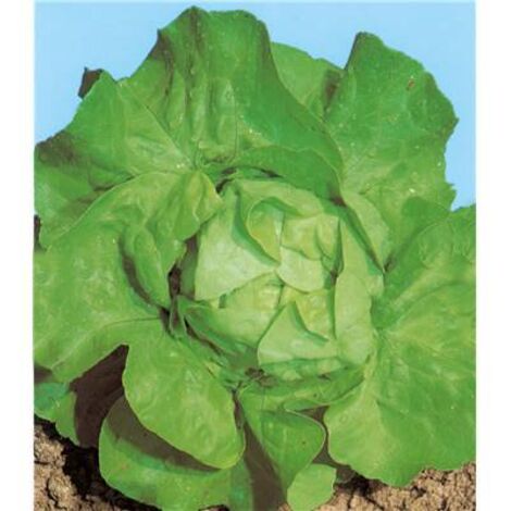 LAITUE MERVEILLE D'HIVER BIO - 2 G - Laitues BIO
