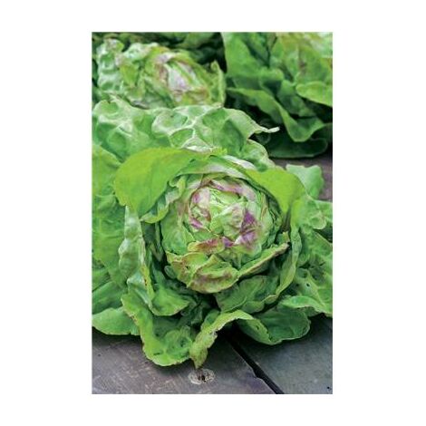 LAITUE REINE DE MAI DE PLEINE TERRE - 6 G - Graines