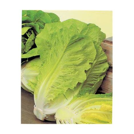 LAITUE ROMAINE BLONDE MARAICHERE - 5 G - Laitues romaines