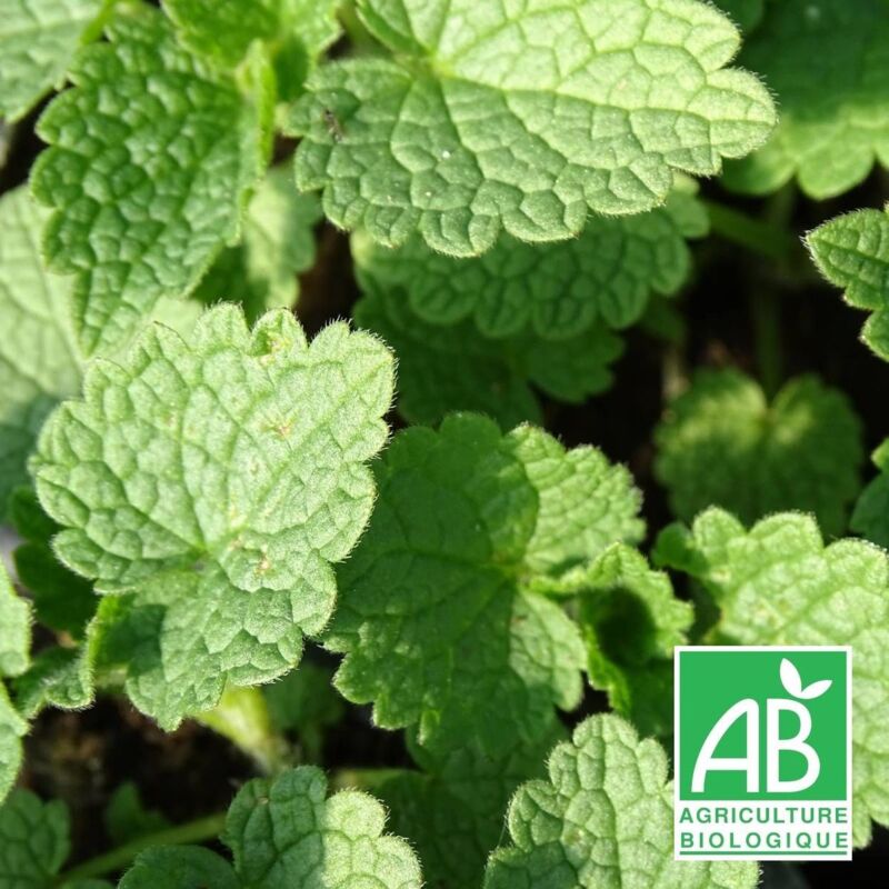 Lamier maculé Album BIO/Lot de 5 godets