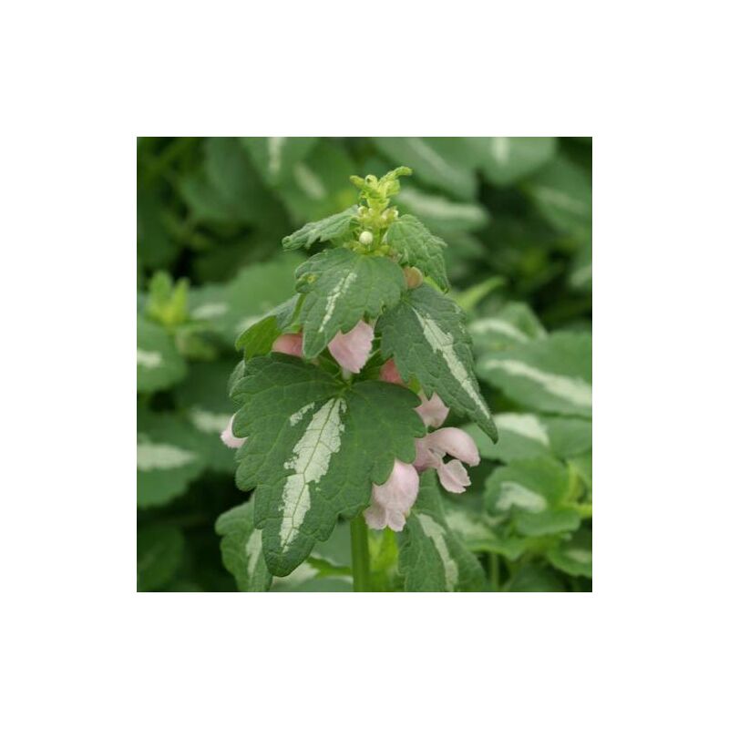 Lamier maculé Shell Pink | Conditionnement: Lot de 5 godets