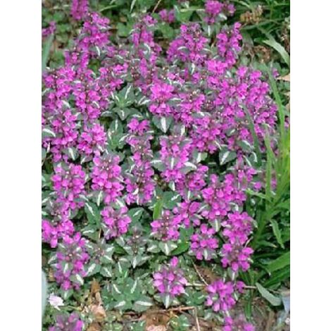 Lamier tacheté 'Chequers' Godet de 8/9 cm