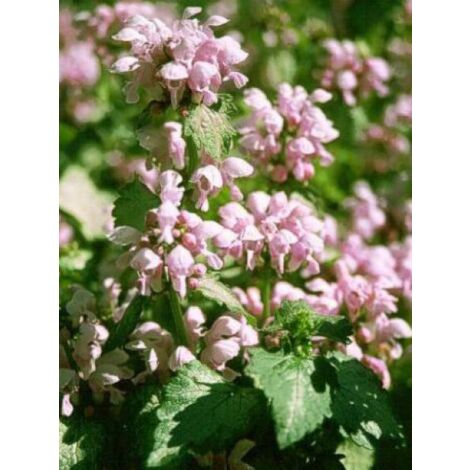 Lamier tacheté 'Roseum' Godet de 8/9 cm