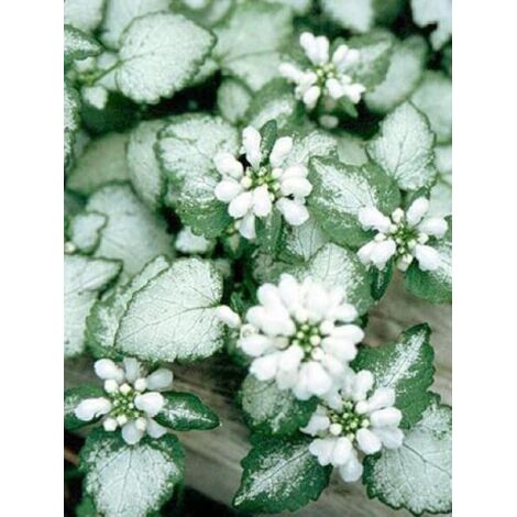 Lamier tacheté 'White Nancy' Godet de 8/9 cm