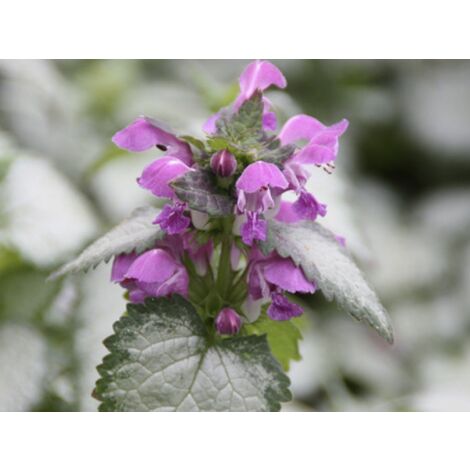 Lamium Maculatum v17