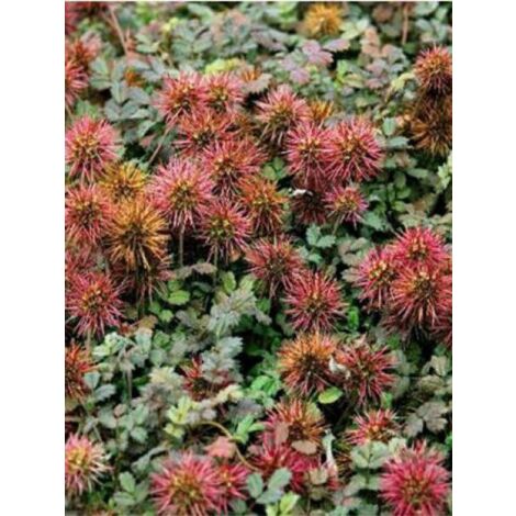Lampourde à petites feuilles 'Kupferteppich' Godet de 8/9 cm