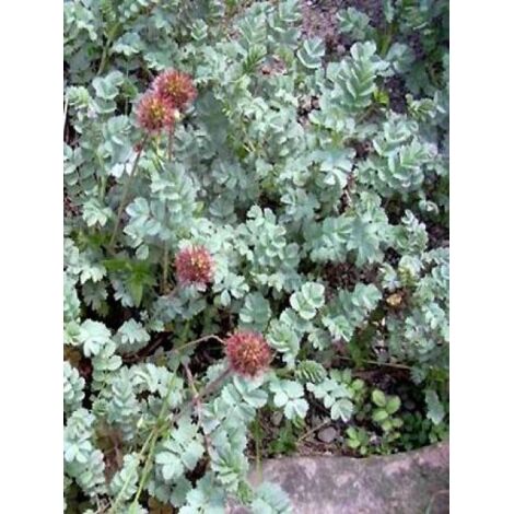 Lampourde 'Blue Haze' Godet de 8/9 cm