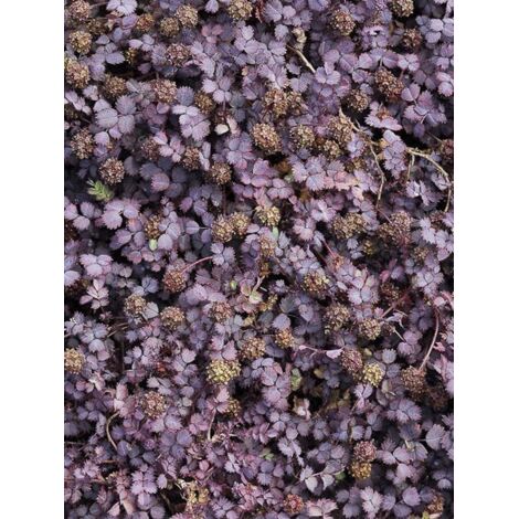 Lampourde 'Purpurea' Godet de 8/9 cm