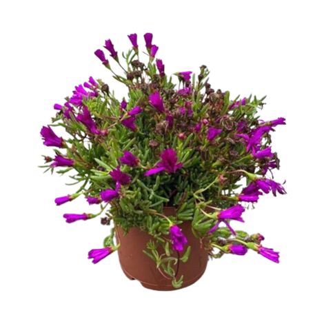 Lampranthus