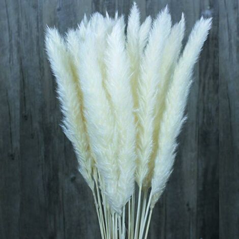 LangRay 30/60 Pcs Herbe De Pampa De Fleurs Séchées Naturelles, Bouquet De Fleurs De Mariage, Bouquet De Phragmites Communis Pour Arrangements Floraux Décor À La Maison (Blanc, 30pcs)