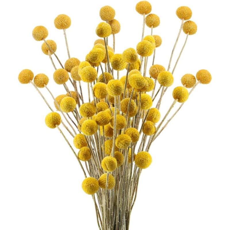 Langray - groofoo 40 Stems Natural Dried Flowers Dried Craspedia Flowers Billy Button Balls Floral Bouquet for Christmas Wedding Winter Home Floral