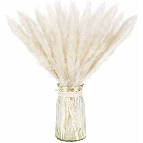LangRay Lot séché naturel d'herbe de pampa sèche pour la décoration intérieure 20pcs (blanc)