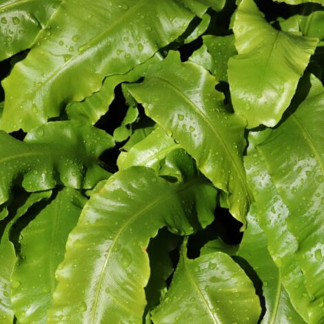Langue de cerf - Asplenium scolopendrium en pot de 2L