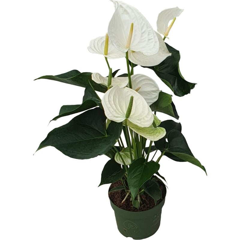 Plant In A Box - Langue de feu - Anthurium 'Alaska White' - Hauteur 55-70cm - ø17cm