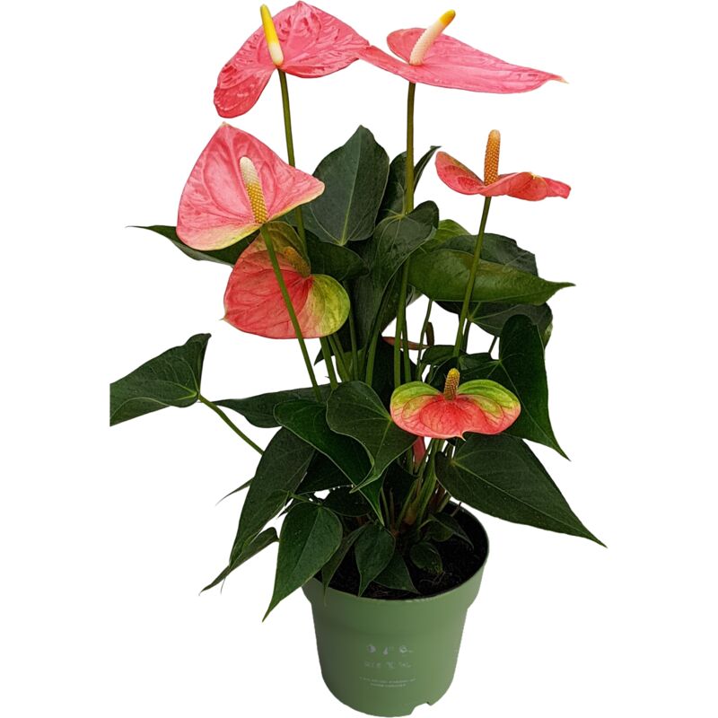 Plant In A Box - Langue de feu - Anthurium 'Colorado Pink' - Hauteur 40-55cm - ø14cm