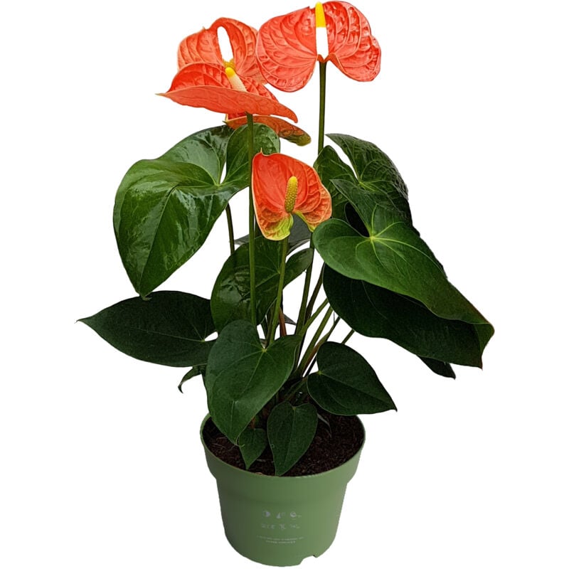 Plant In A Box - Langue de feu - Anthurium 'Madural Orange' - Hauteur 40-55cm - ø14cm