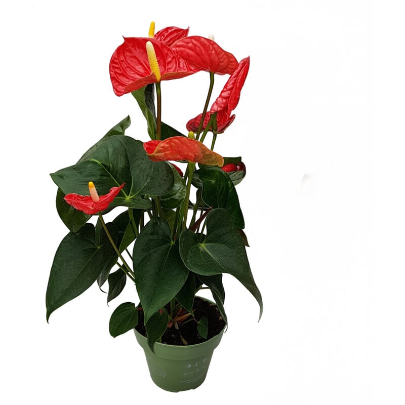Plant In A Box - Langue de feu - Anthurium 'Madural Red' - Hauteur 40-45cm - ø14cm