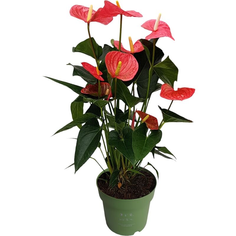 Plant In A Box - Langue de feu - Anthurium 'Maine Pink' - Hauteur 55-70cm - ø17cm