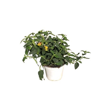 Lantana camara