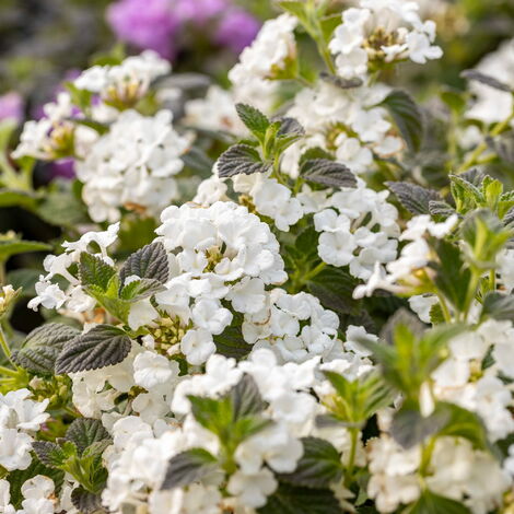 Lantana sellowiana "Bianca"
