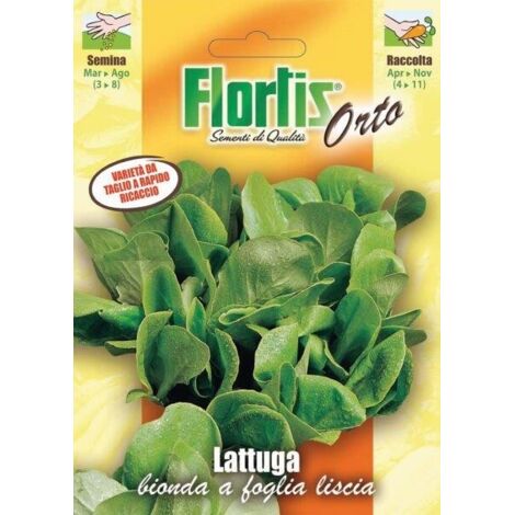 LATTUGA BIONDA FOGLIA LISCIA