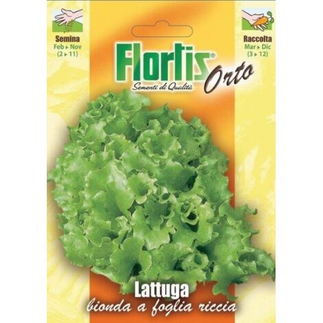 LATTUGA BIONDA FOGLIA RICCIA