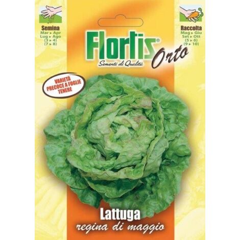 LATTUGA REGINA DI MAGGIO