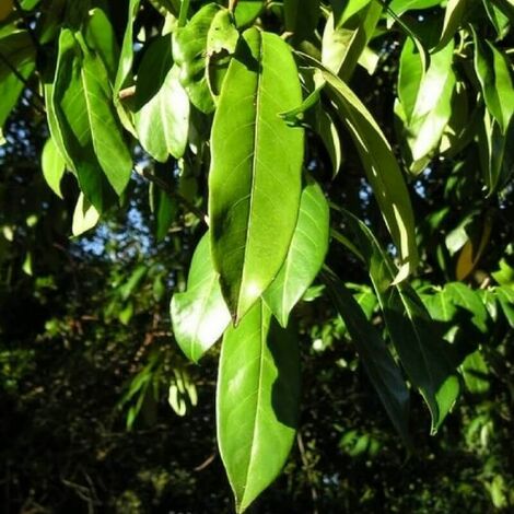 Laurier Cerise du Caucase ou Laurier Palme du Caucase (Prunus Laurocerasus Caucasica) - Godet - Taille 20/40cm
