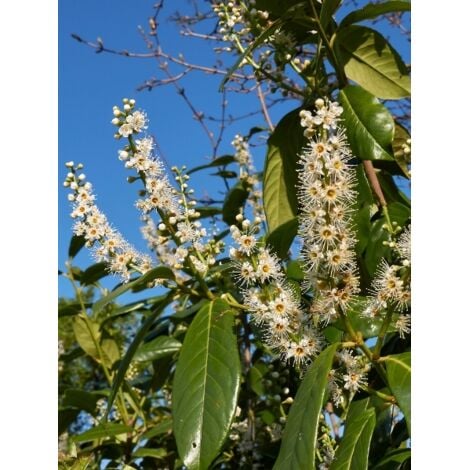 Laurier-Cerise, Laurier palme 'Caucasica' Pot de 12L/15L