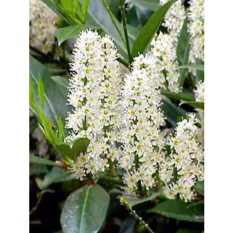 Laurier-Cerise, Laurier palme 'Etna'® Godet de 8/9 cm