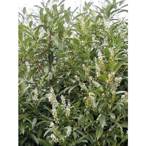 Laurier-Cerise, Laurier palme 'Herbergii' Pot de 3L/4L