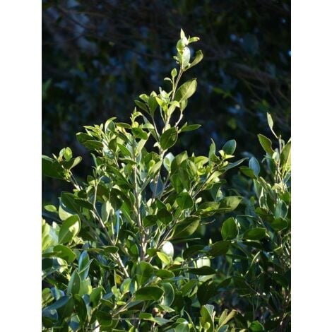 Laurier-Cerise, Laurier palme, Laurière 'Fontanettes' Godet de 8/9 cm