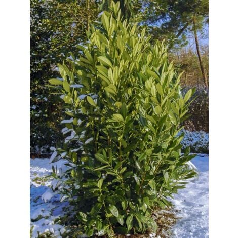 Laurier-Cerise, Laurier palme, Laurière 'Greentorch' Pot de 3L/4L