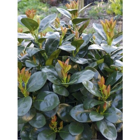 Laurier-Cerise, Laurier palme, Laurière 'Miniredia' Pot de 2L/3L