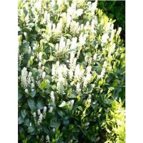 Laurier-Cerise, Laurier palme 'Mano' Pot de 3L/4L