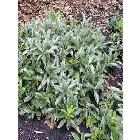 Laurier-Cerise, Laurier palme 'Mount Vernon' Pot de 2L/3L