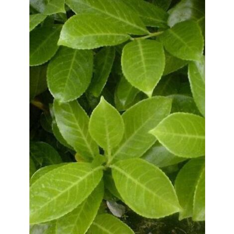 Laurier-Cerise, Laurier palme 'Rotundifolia' Pot de 3L/4L