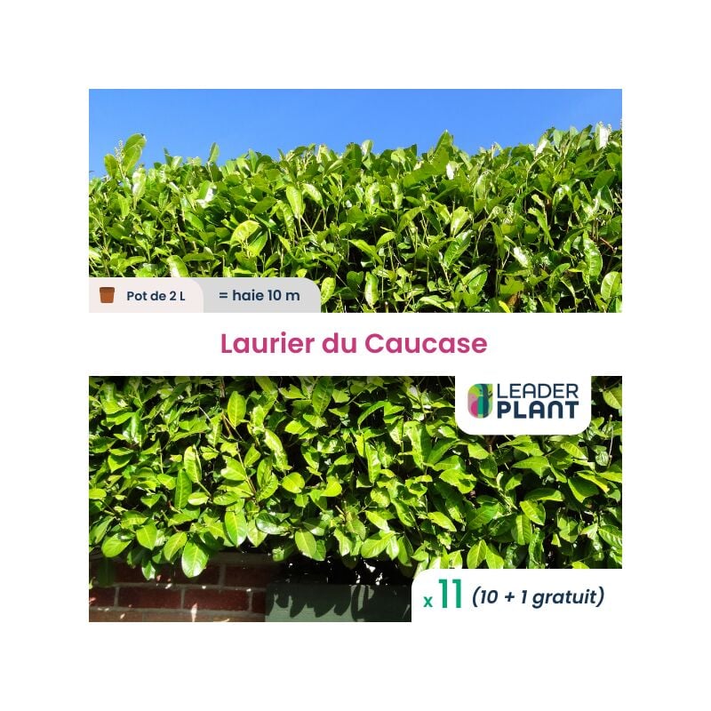11 x Laurier du Caucase en pot de 2 L