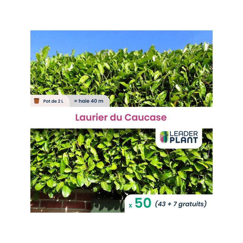 50 x Laurier du Caucase en pot de 2 l