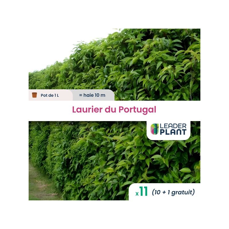 11 x Laurier du Portugal en pot de 1 l
