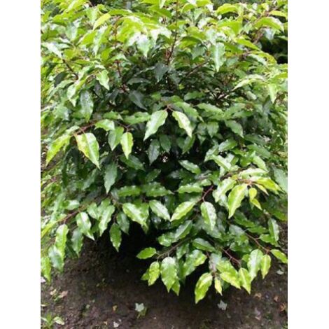 Laurier du Portugal Pot de 3L/4L