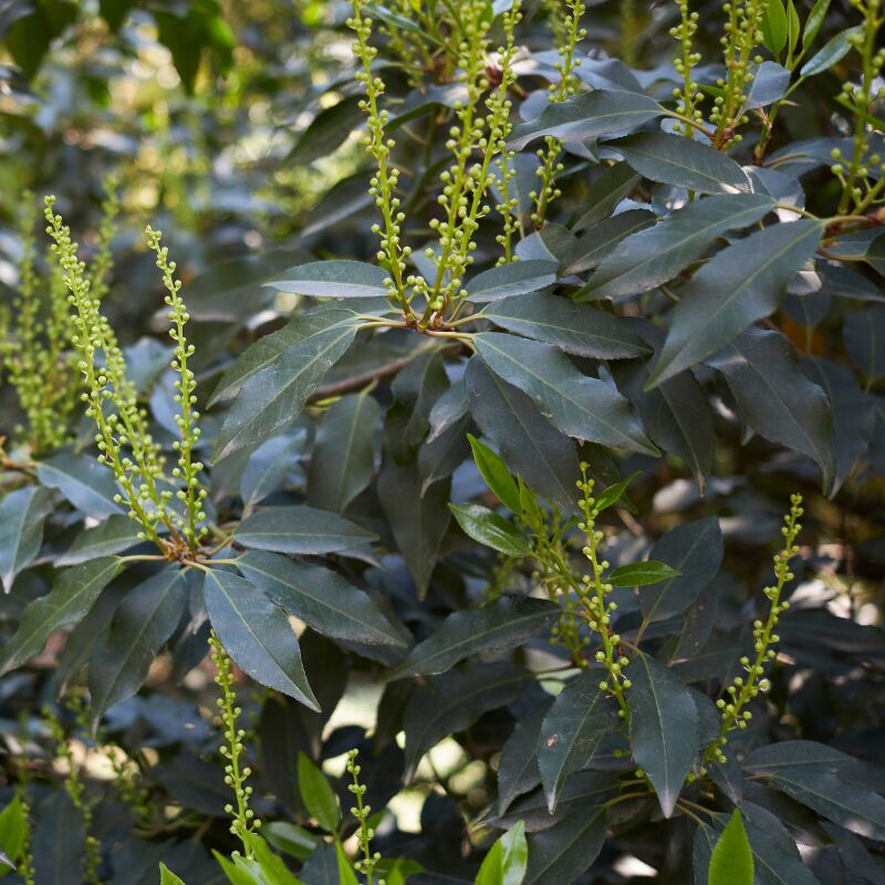 Fleur - Laurier du Portugal - Prunus lusitanica 100cm en pot