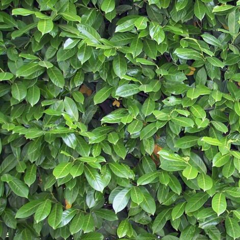 Laurier palme laurocerasus Caucasica | Pot de 4L - 40/60 cm